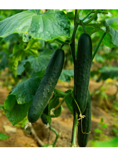 Огурец "Кукушка F1" ТМ "GL Seeds" 50 шт.