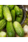 Огурец "М. засолочный" ТМ "GL Seeds" 0,5г.