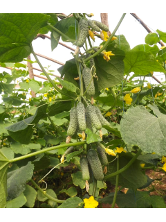 Огірок "Виноградне гроно" ТМ "GL Seeds" 0,5 г.