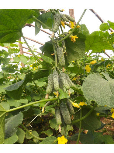 Огірок "Виноградне гроно" ТМ "GL Seeds" 0,5 г.