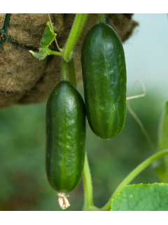Огірок "Малюк" ТМ "GL Seeds" 0,5 г.