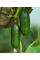 Огурец "Малыш" ТМ "GL Seeds" 0,5 г.