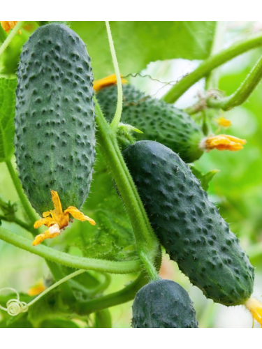 Огірок "Козацький перекус F1" ТМ "GL Seeds" 0,5 г.