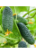 Огірок "Козацький перекус F1" ТМ "GL Seeds" 0,5 г.
