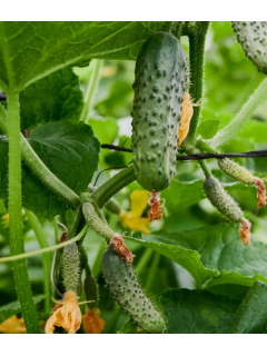 Огірок "Ніжинський" ТМ "GL Seeds" 1 г.