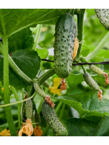 Огірок "Ніжинський" ТМ "GL Seeds" 1 г.