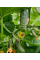 Огурец "Нежинский" ТМ "GL Seeds" 1г.
