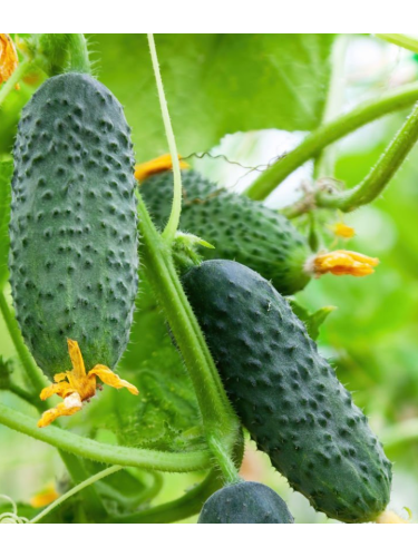 Огурец "Хуторок F1" ТМ "GL Seeds" 10 шт.