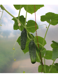 Огірок "Вісконсін" ТМ "GL Seeds" 5 г.