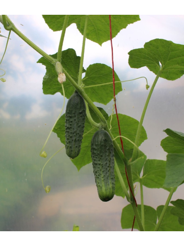Огірок "Вісконсін" ТМ "GL Seeds" 5 г.
