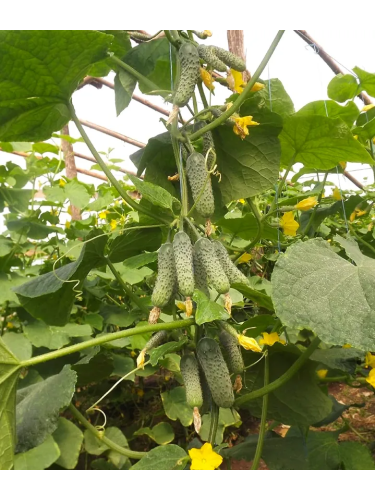 Огурец "Виноградная гроздь" ТМ "GL Seeds" 3 г.