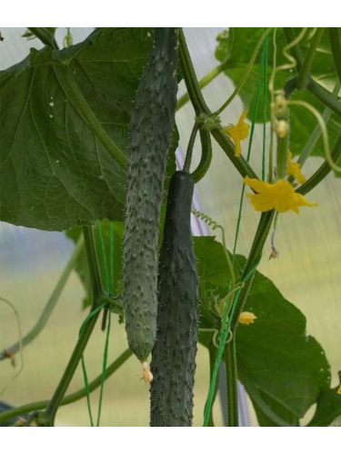 Огірок "Алігатор F1" ТМ "GL Seeds" 0,5 г.