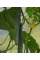 Огурец "Аллигатор F1" ТМ "GL Seeds" 0,5 г.