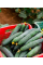 Огірок "Квітневий F1" ТМ "GL Seeds" 10 шт.