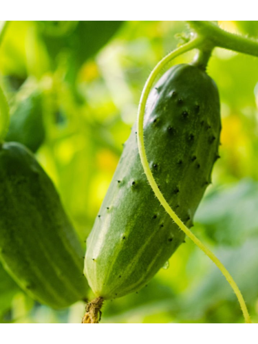 Огурец "Арктика F1" ТМ "GL Seeds" 10 шт.
