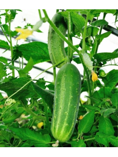 Огурец "Бабушкин внучек F1" ТМ "GL Seeds" 0,5 г