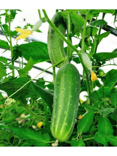 Огірок "Бабусин онучок F1" ТМ "GL Seeds" 0,5 г