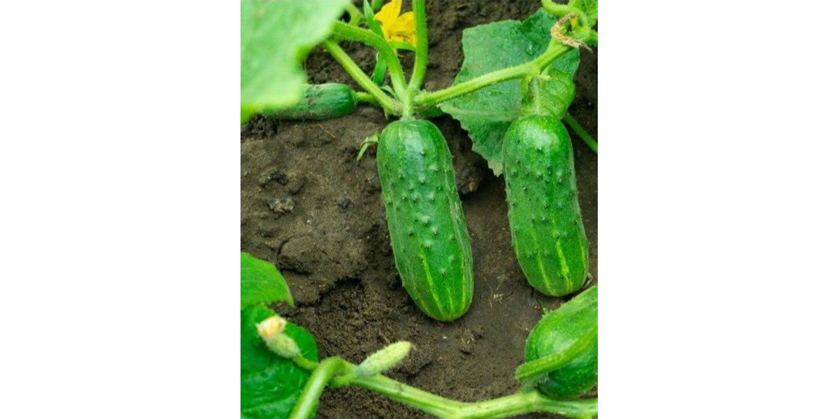 Огірок "Бебі міні F1" ТМ "GL Seeds" 10 шт.