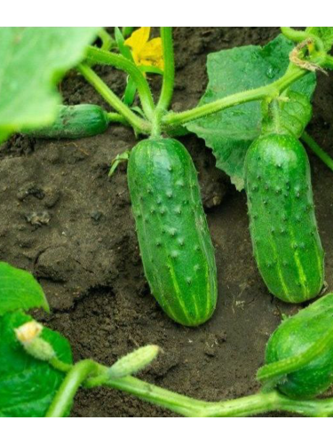 Огурец "Беби мини F1" ТМ "GL Seeds" 10 шт.