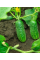 Огірок "Бебі міні F1" ТМ "GL Seeds" 10 шт.