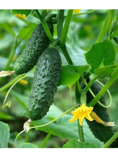 Огірок "Селянський" ТМ "GL Seeds" 0,5 г.