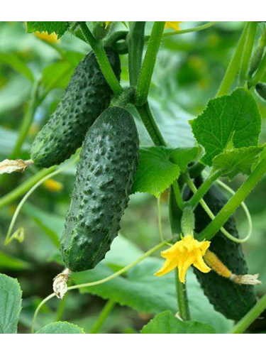 Огурец "Крестьянский" ТМ "GL Seeds" 0,5 г.