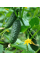 Огірок "Селянський" ТМ "GL Seeds" 0,5 г.