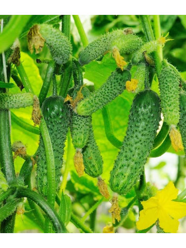 Огірок "Дружна сімейка F1" ТМ "GL Seeds" 10 шт.