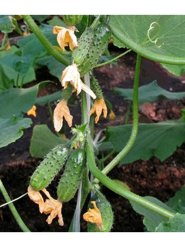 Огурец Эколь F1 ТМ GL Seeds 10 шт.