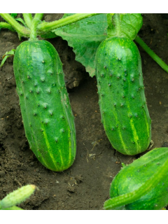 Огірок "Гурман" ТМ "GL Seeds" 0,5 г.