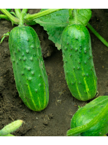 Огурец "Гурман" ТМ "GL Seeds" 0,5г.