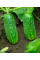 Огурец "Гурман" ТМ "GL Seeds" 0,5г.