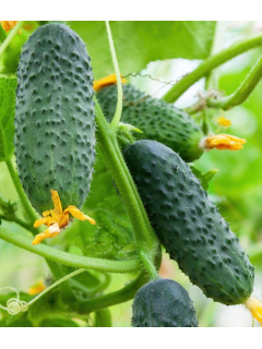 Огірок "Козацький перекус" ТМ "GL Seeds" 10 шт