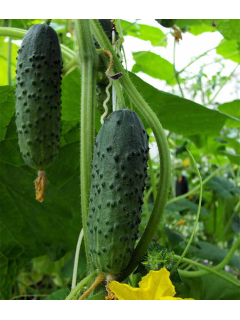 Огірок "Хрусткий сніданок F1" ТМ "GL Seeds" 0,5 г.