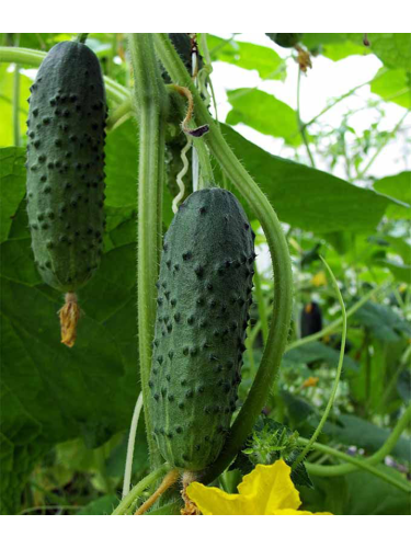 Огірок "Хрусткий сніданок F1" ТМ "GL Seeds" 0,5 г.