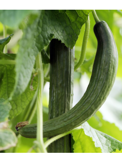 Огірок "Китайські змії" ТМ "GL Seeds" 0,5 г.