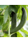 Огірок "Китайські змії" ТМ "GL Seeds" 0,5 г.