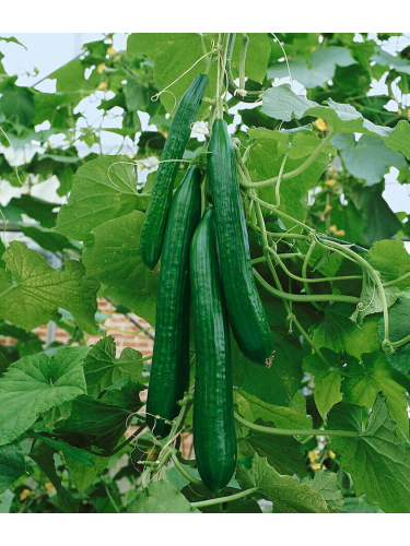 Огурец "Китайское чудо" ТМ "GL Seeds" 0,5г.