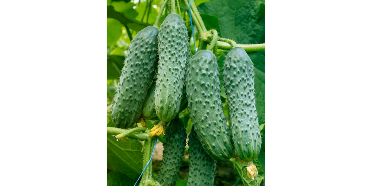 Огірок "Костик F1" ТМ "GL Seeds" 10 шт.