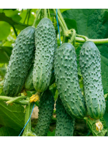 Огурец "Костик F1" ТМ "GL Seeds" 10 шт.