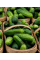 Огурец "Красавчик F1" ТМ "GL Seeds" 0,5г.