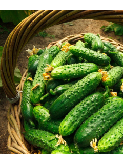 Огурец "Кустовой дар" ТМ "GL Seeds" 1 г.