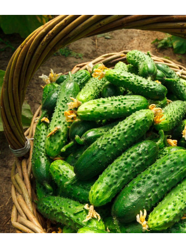 Огірок "Кущовий дар" ТМ "GL Seeds" 1 г.