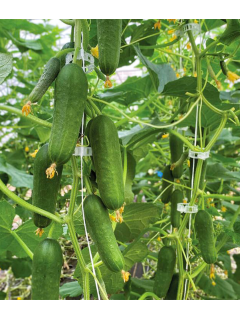 Огірок "Коник F1" ТМ "GL Seeds" 0,5 г