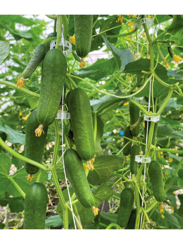 Огурец "Кузнечик F1" ТМ "GL Seeds" 0,5 г