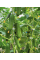 Огурец "Кузнечик F1" ТМ "GL Seeds" 0,5 г