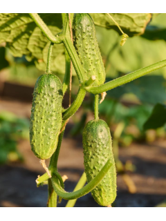Огірок "Новинка Сезону" ТМ "GL Seeds" 0,5 г.