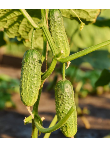 Огурец "Новинка Сезона" ТМ "GL Seeds" 0,5г.