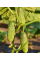 Огірок "Новинка Сезону" ТМ "GL Seeds" 0,5 г.