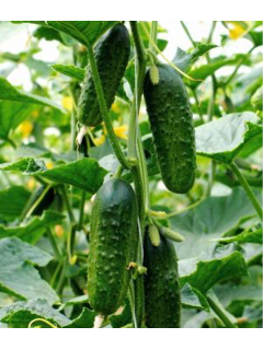 Огірок "Бджілка F1" ТМ "GL Seeds" 10 шт.